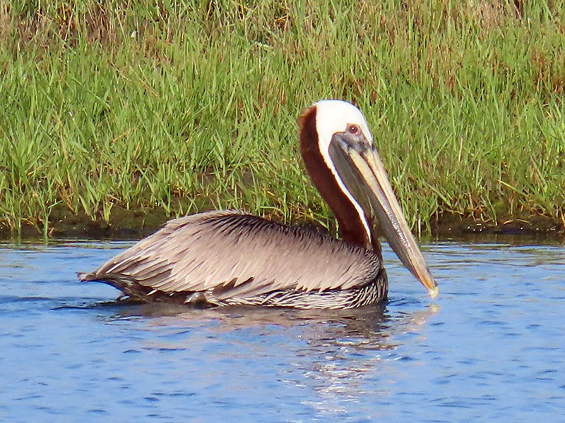 Brown Pelican (Atlantic) - ML619634628