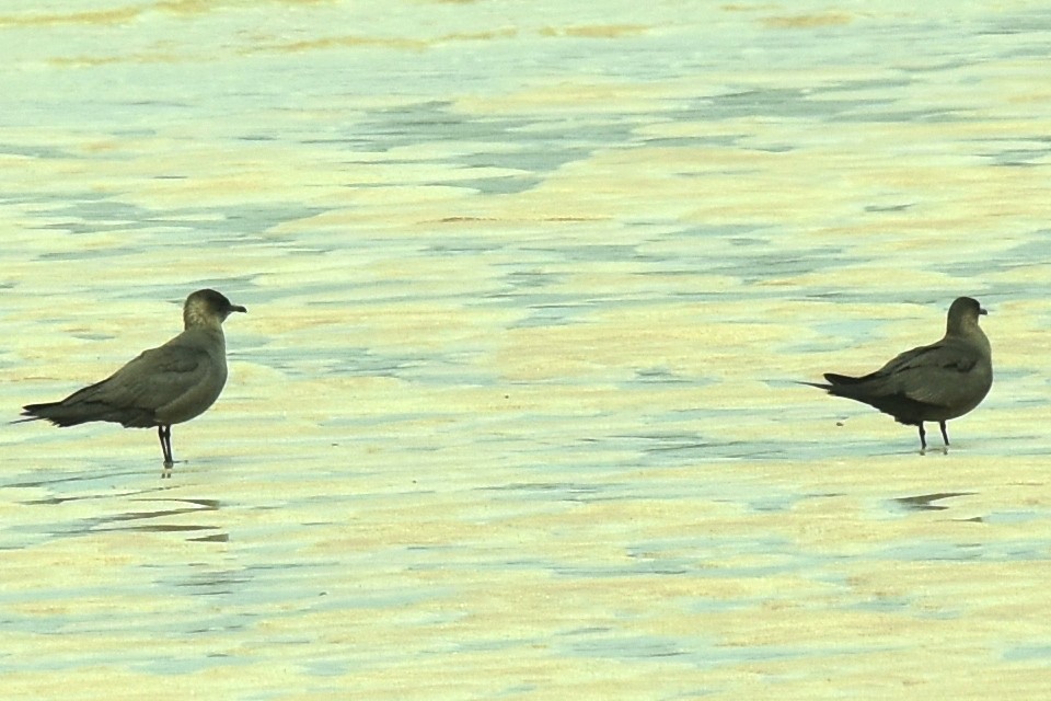 Parasitic Jaeger - Blair Whyte