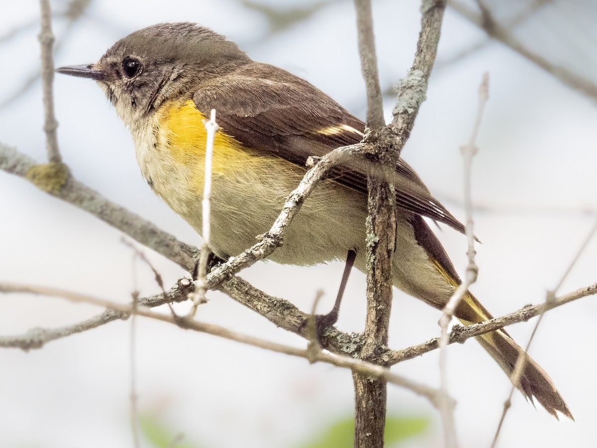 American Redstart - Lynn Chapman