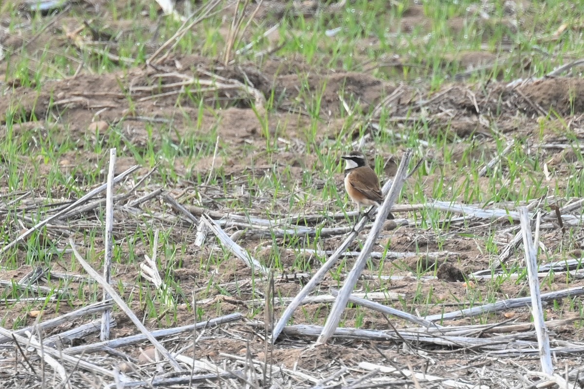 Capped Wheatear - Marcelina Poddaniec