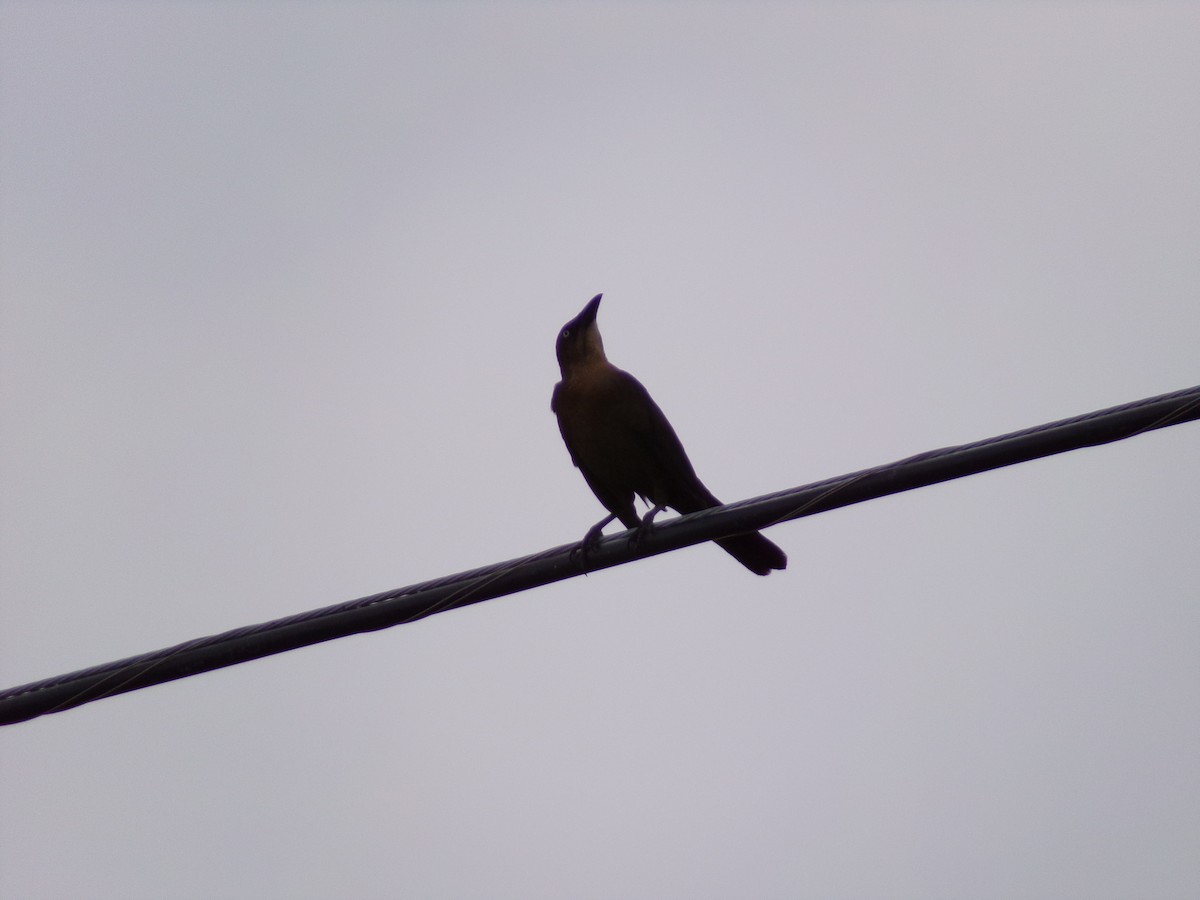 Great-tailed Grackle - Texas Bird Family