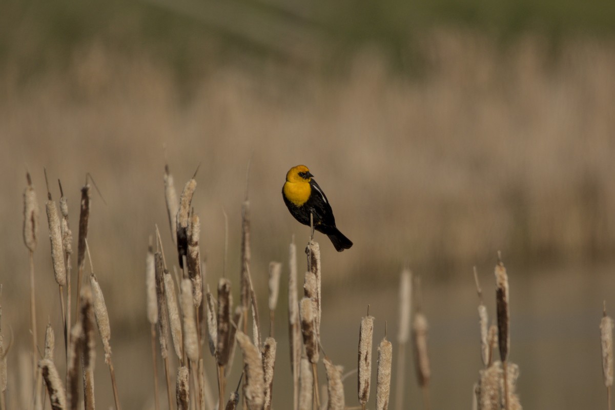 Yellow-headed Blackbird - ML619634648