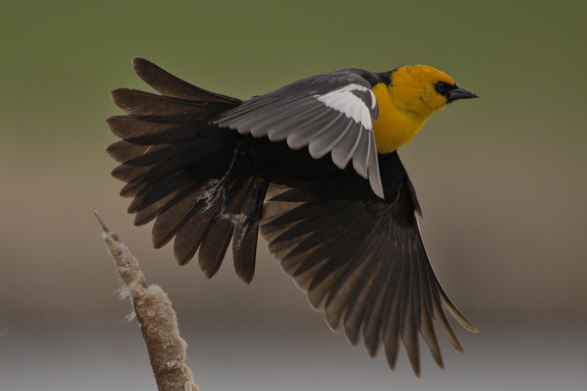 Yellow-headed Blackbird - ML619634650