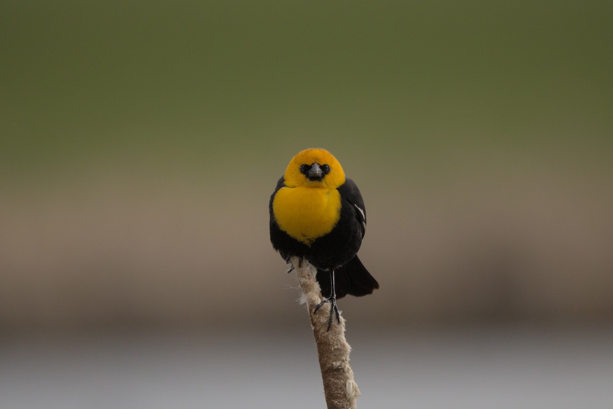 Yellow-headed Blackbird - ML619634651
