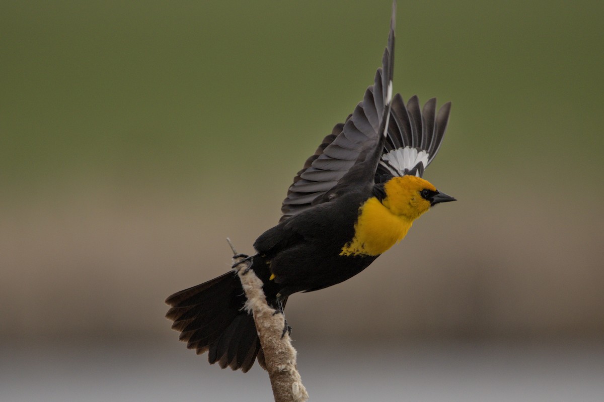 Yellow-headed Blackbird - Josh Silva
