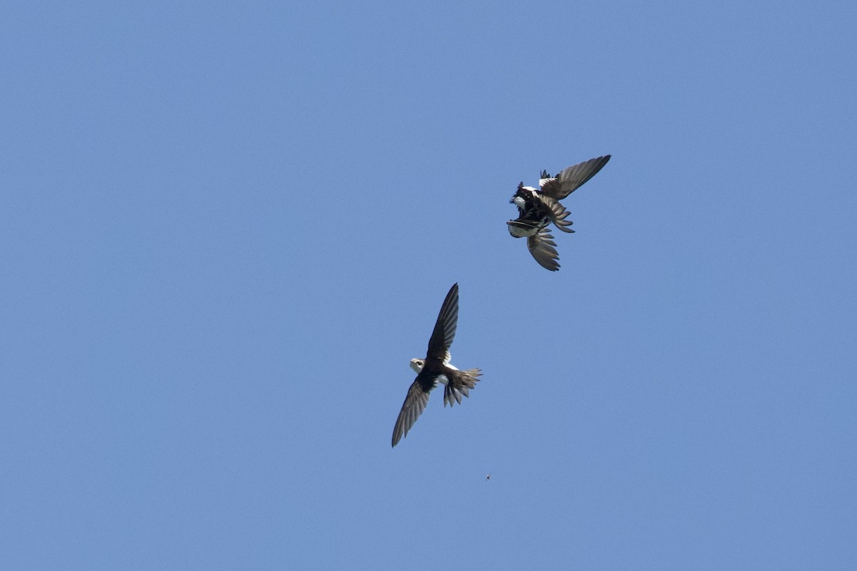 White-throated Swift - Mark Elness