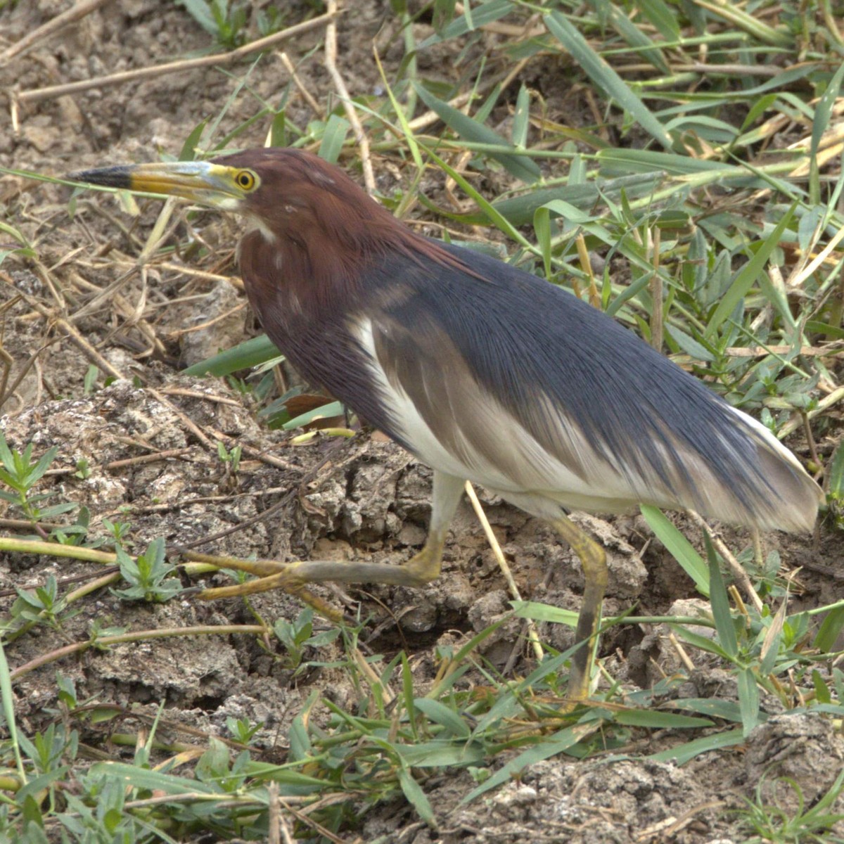 Chinese Pond-Heron - Joseph Jacks