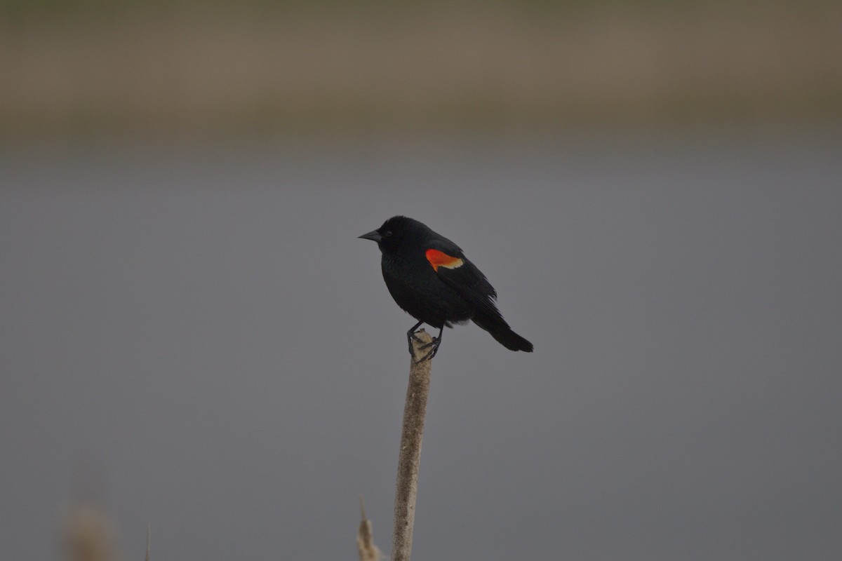 Red-winged Blackbird - ML619634661