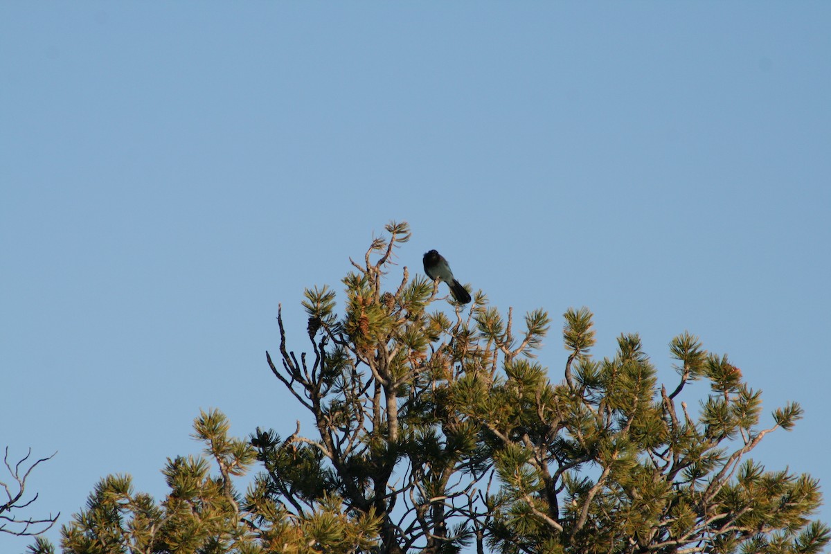 Steller's Jay - ML619634666