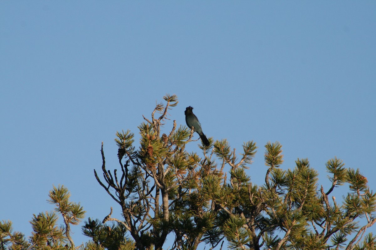 Steller's Jay - ML619634671