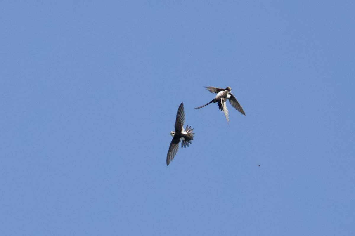 White-throated Swift - Mark Elness