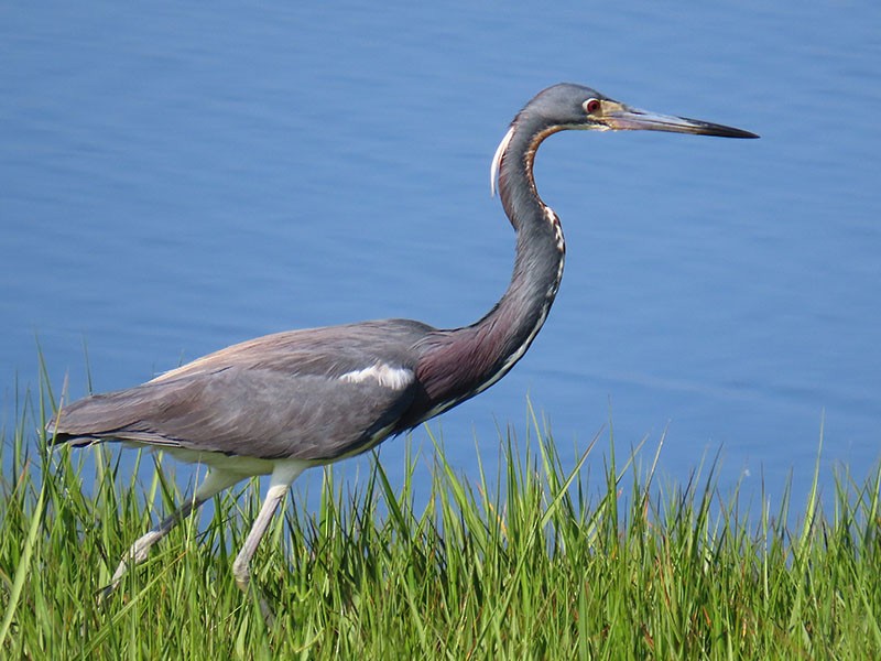 Tricolored Heron - Karen Lebing