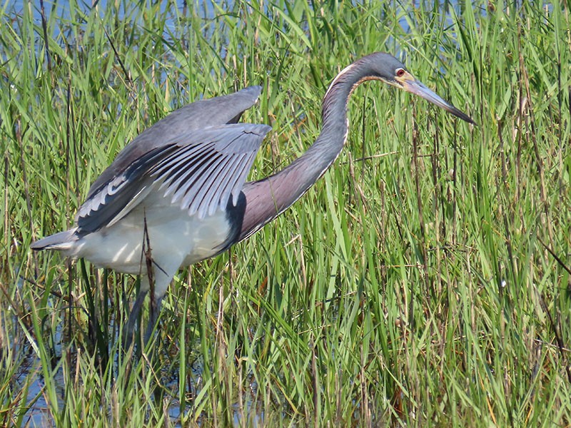 Tricolored Heron - Karen Lebing