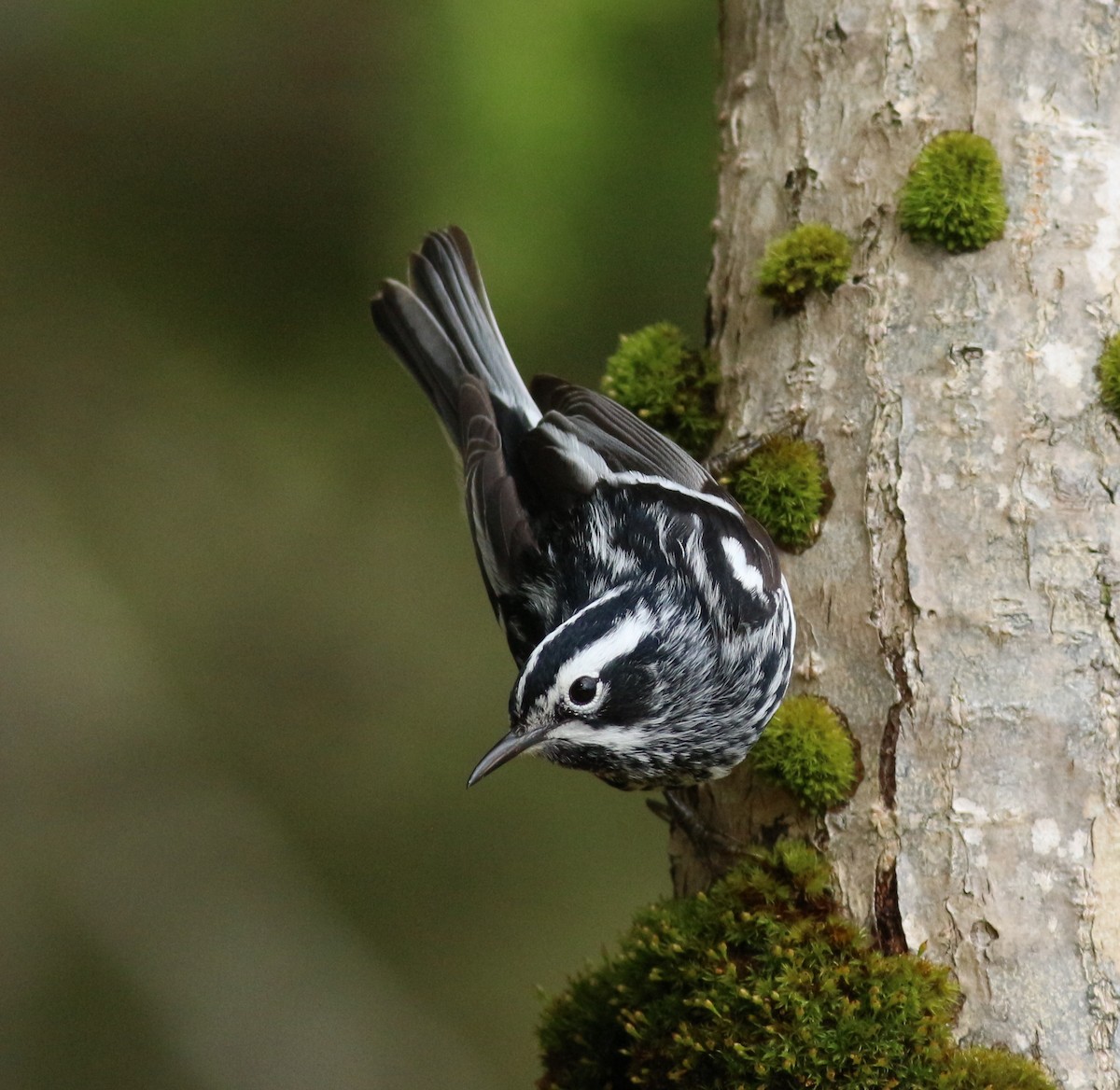 Black-and-white Warbler - Randolph White 🦅