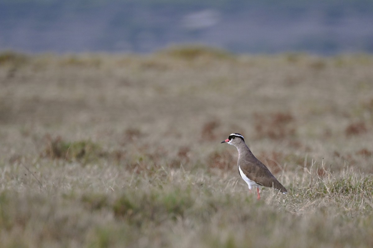 Crowned Lapwing - Marcelina Poddaniec