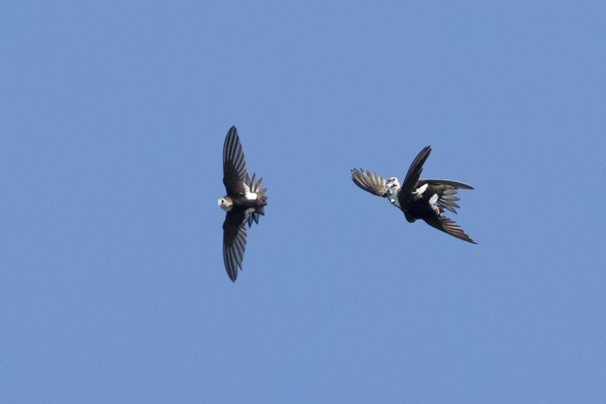 White-throated Swift - Mark Elness