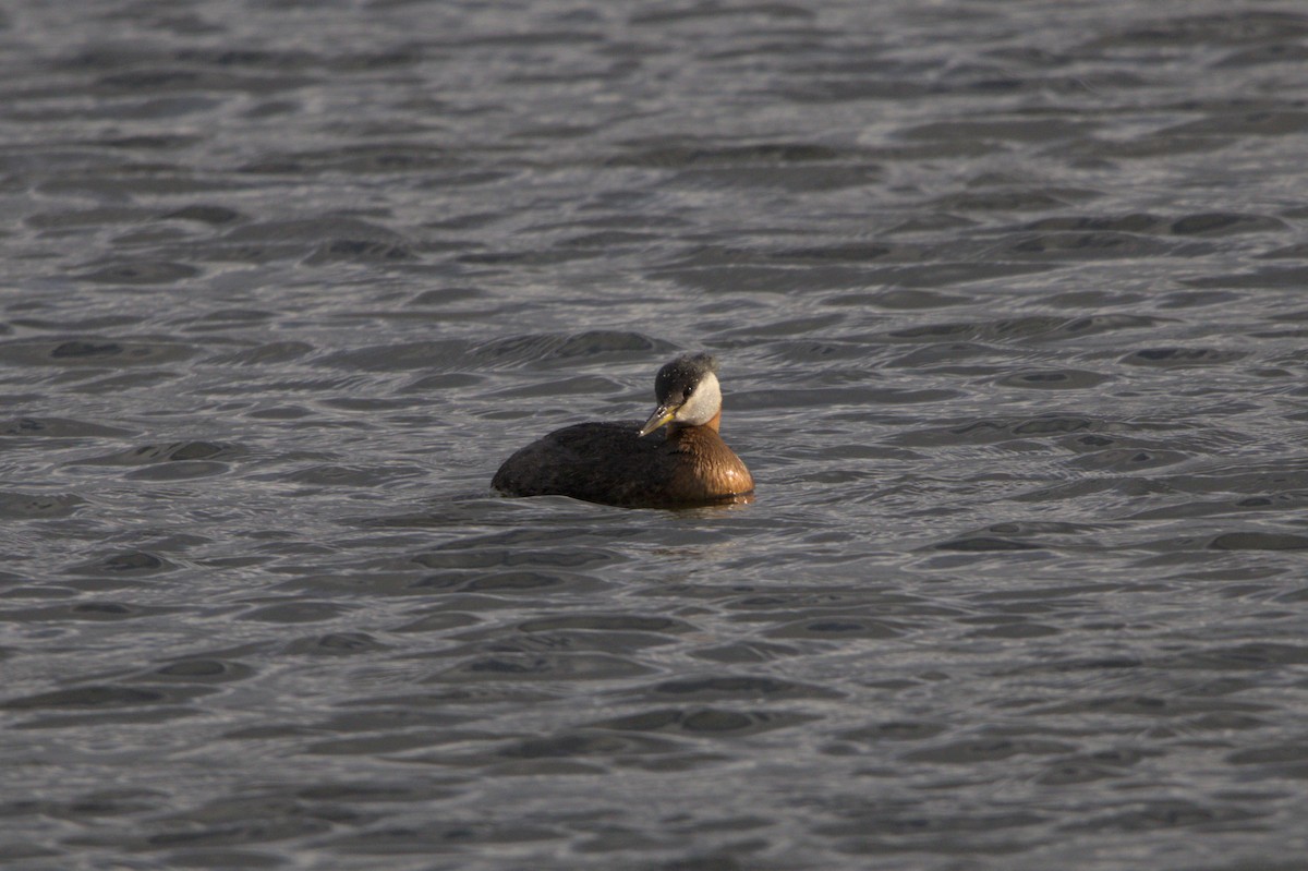 Red-necked Grebe - ML619634698