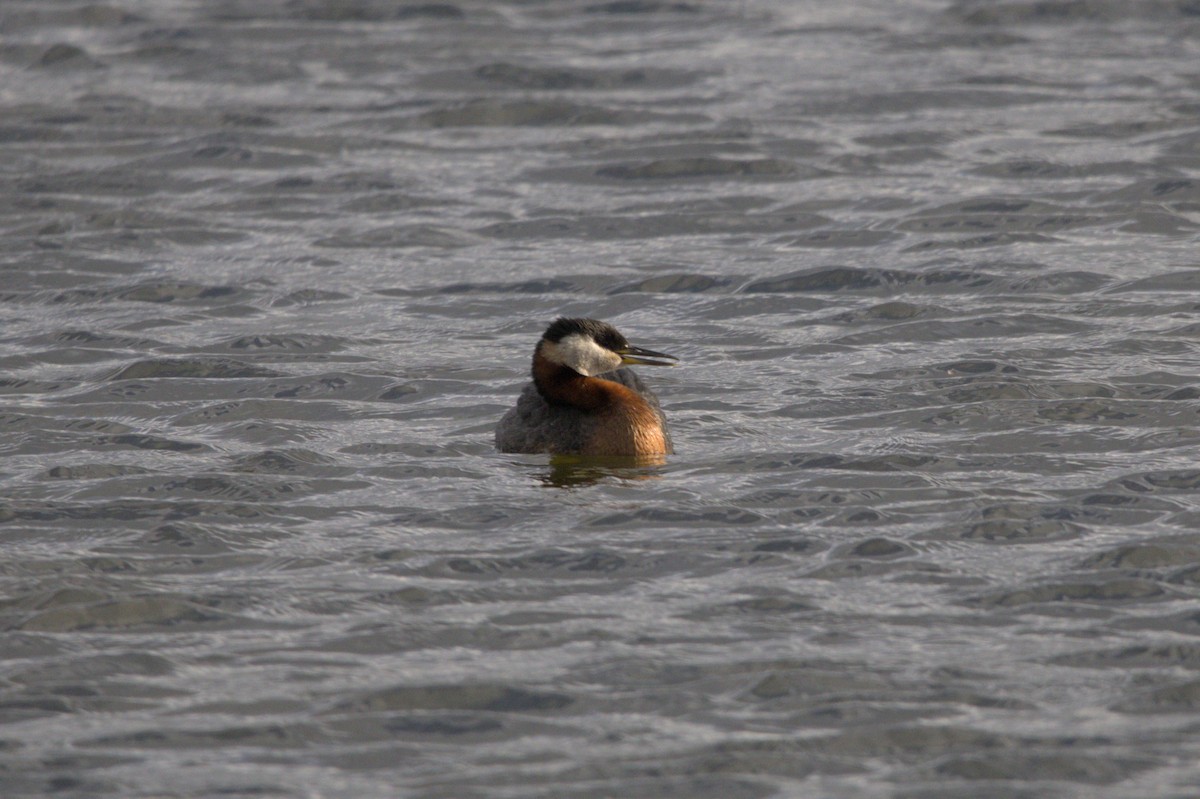 Red-necked Grebe - ML619634699