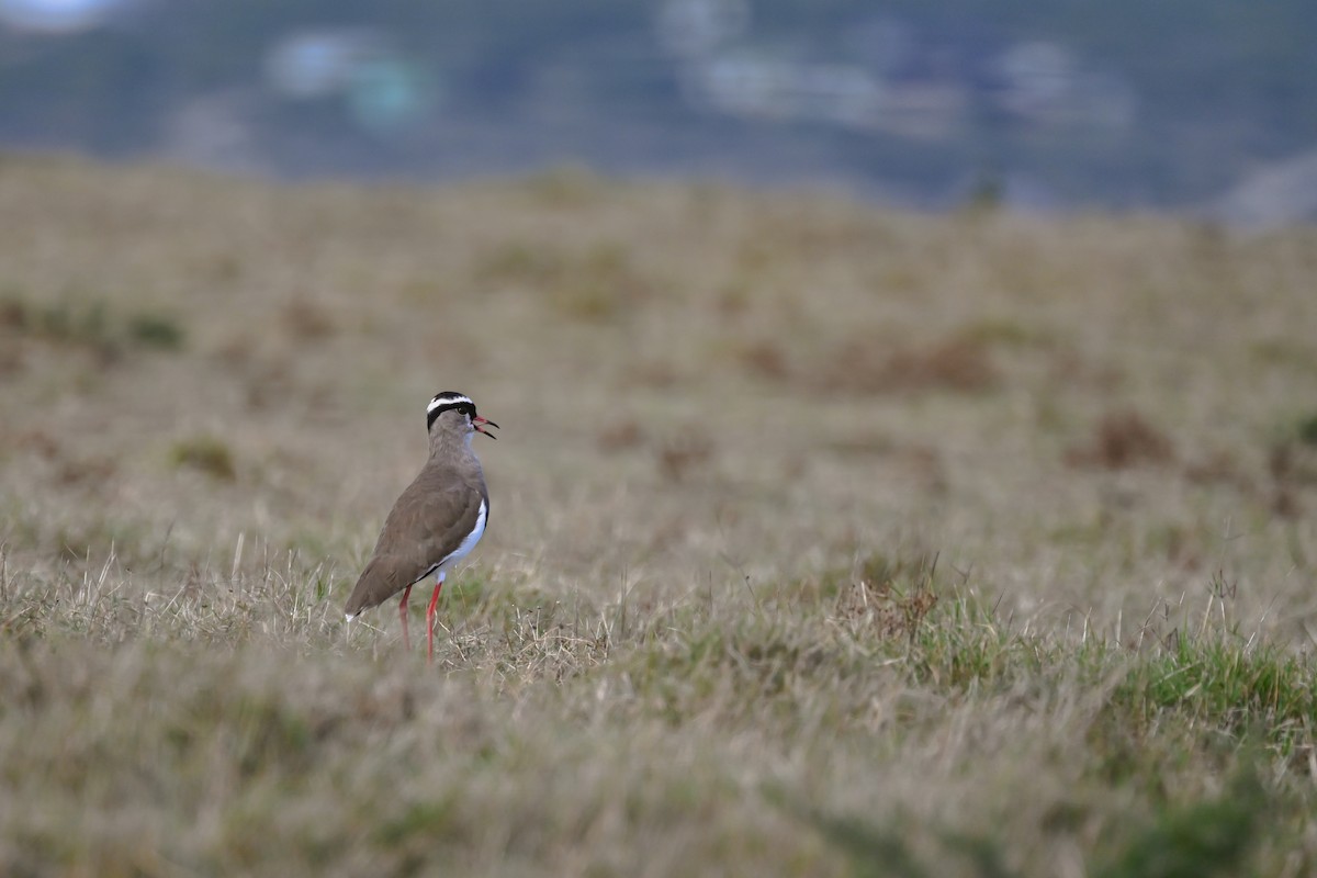 Crowned Lapwing - Marcelina Poddaniec