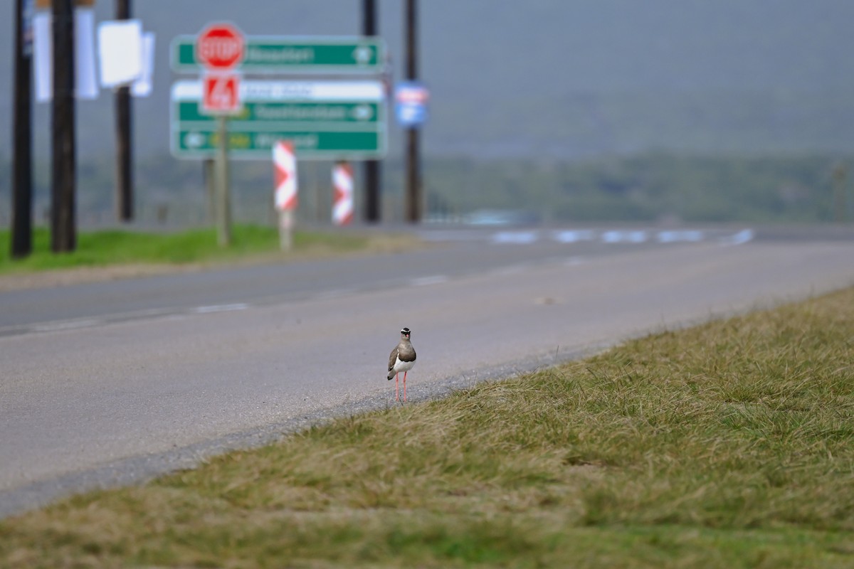 Crowned Lapwing - Marcelina Poddaniec