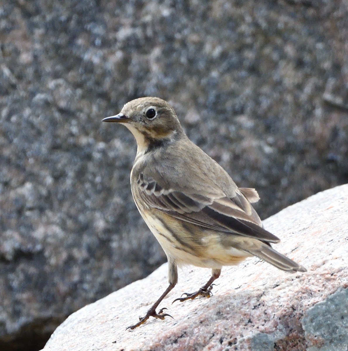 American Pipit - Sylvain Dallaire