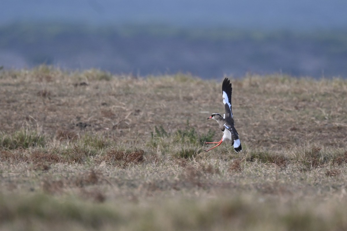 Crowned Lapwing - Marcelina Poddaniec