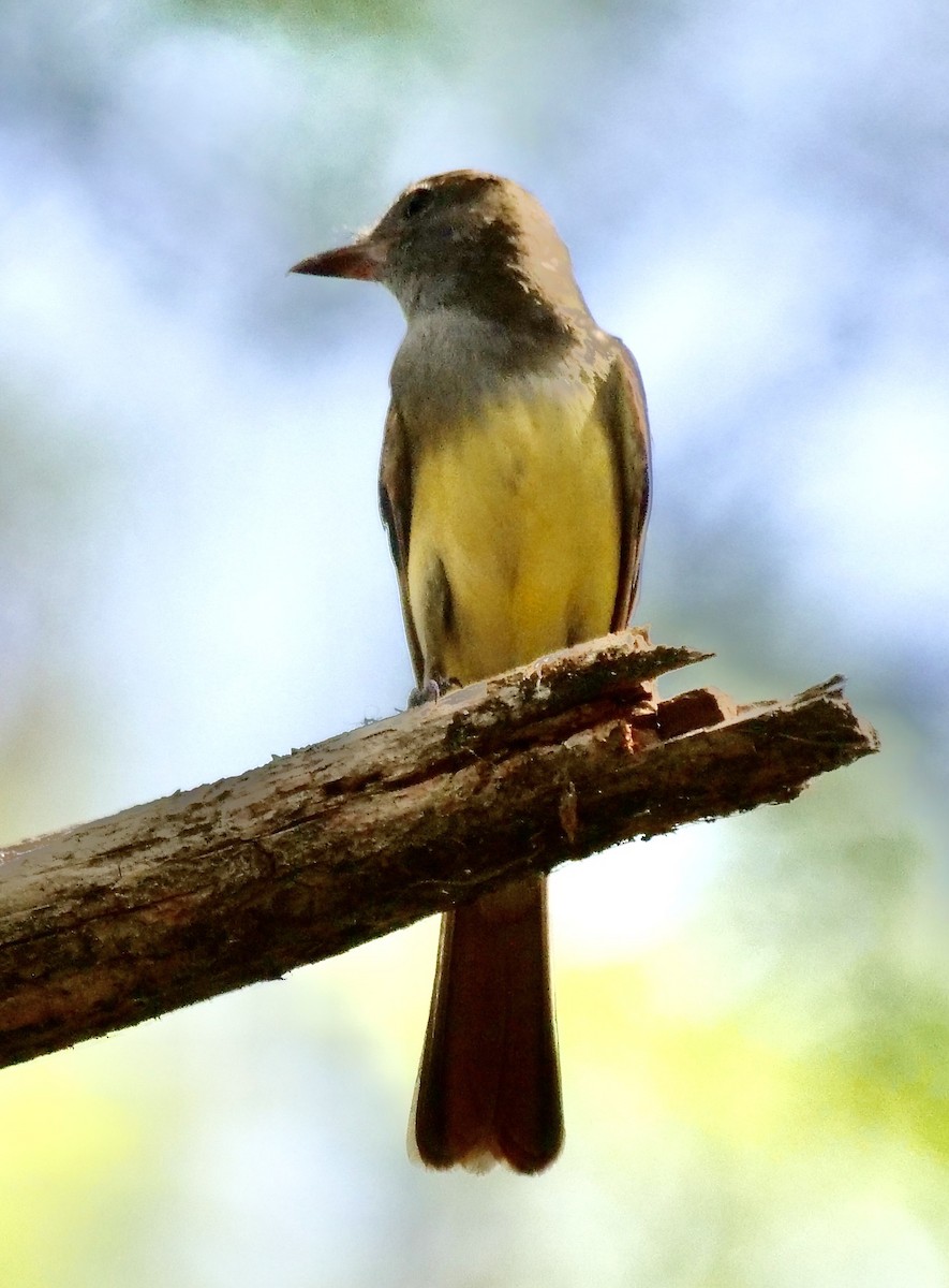 Great Crested Flycatcher - Lee & Mary Ann Evans