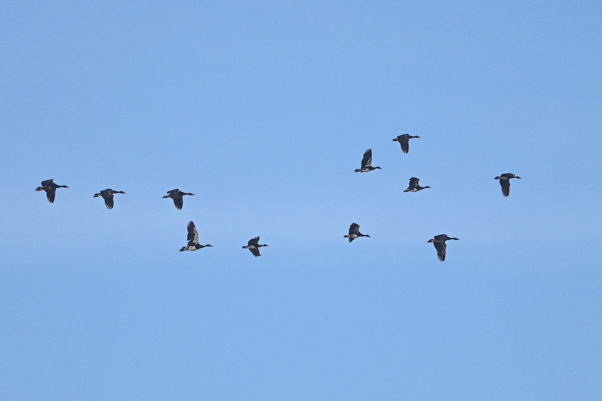 Spur-winged Goose - ML619634715