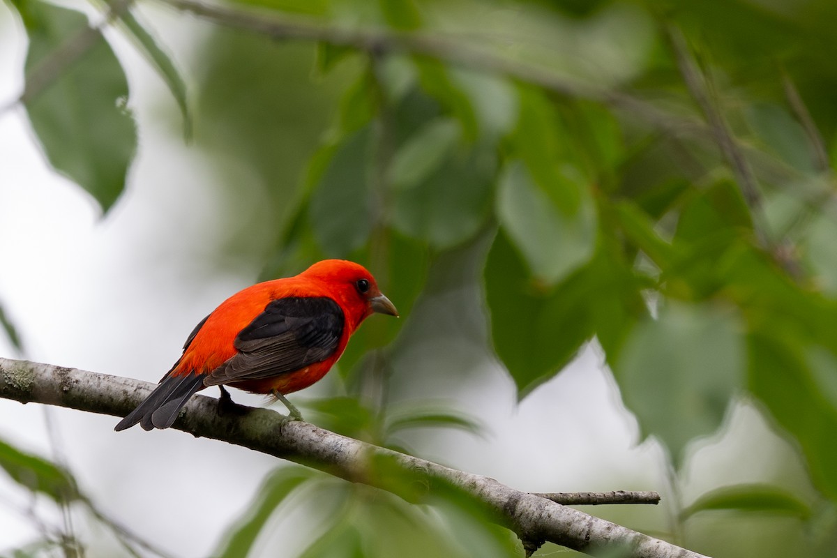 Scarlet Tanager - Lonny Garris