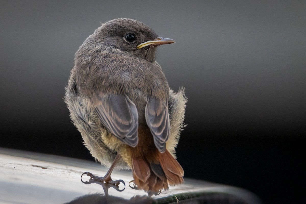 Black Redstart - Michal Bagala