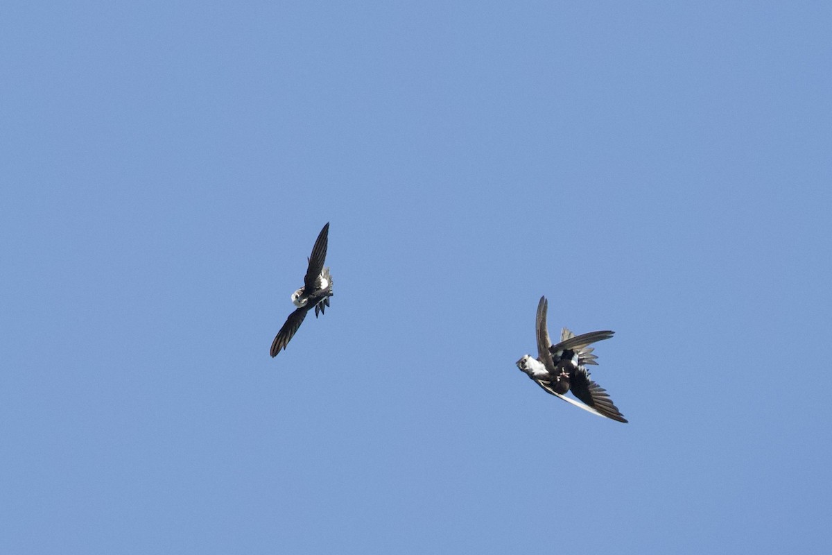 White-throated Swift - Mark Elness