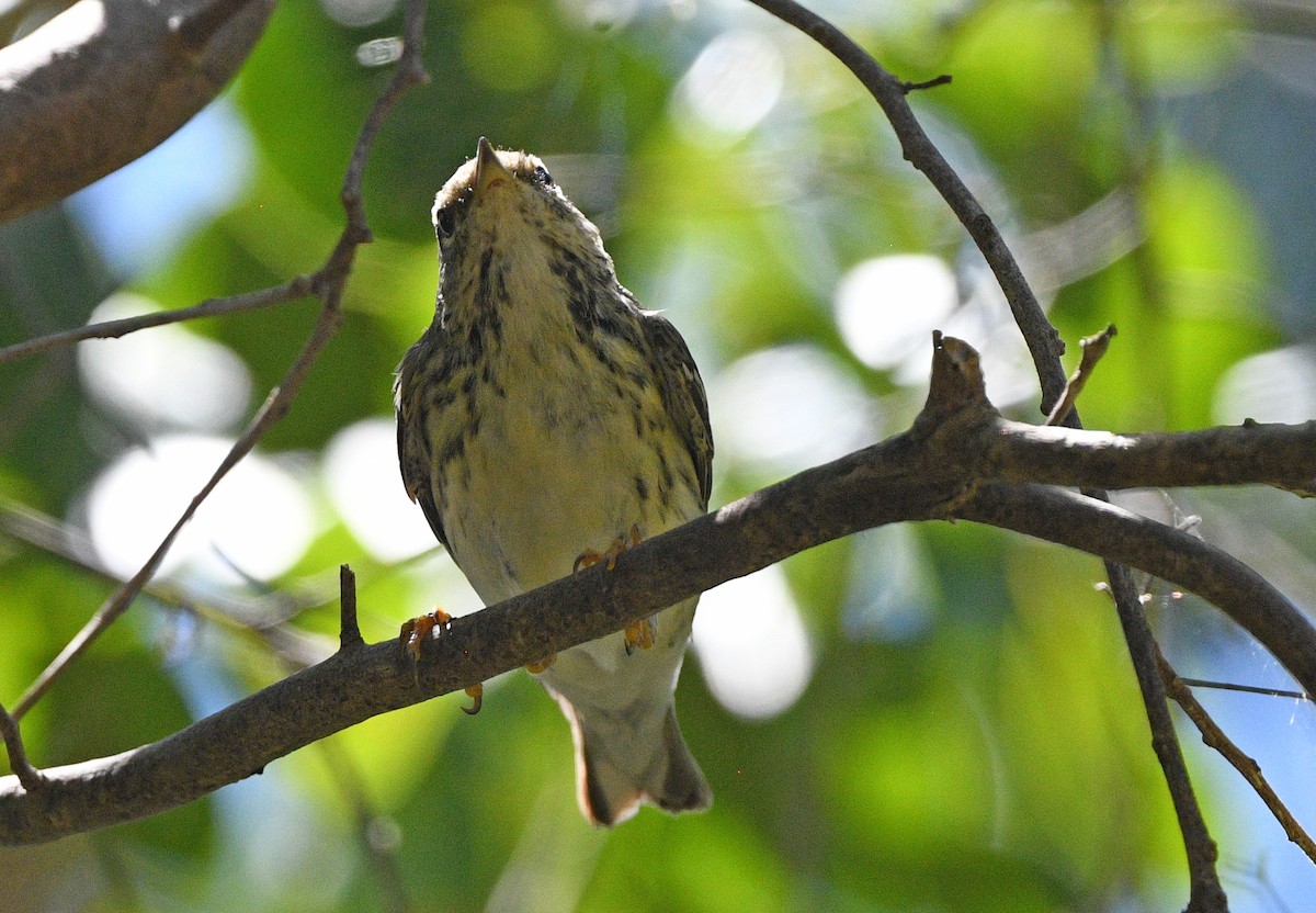 Blackpoll Warbler - Elizabeth Hawkins