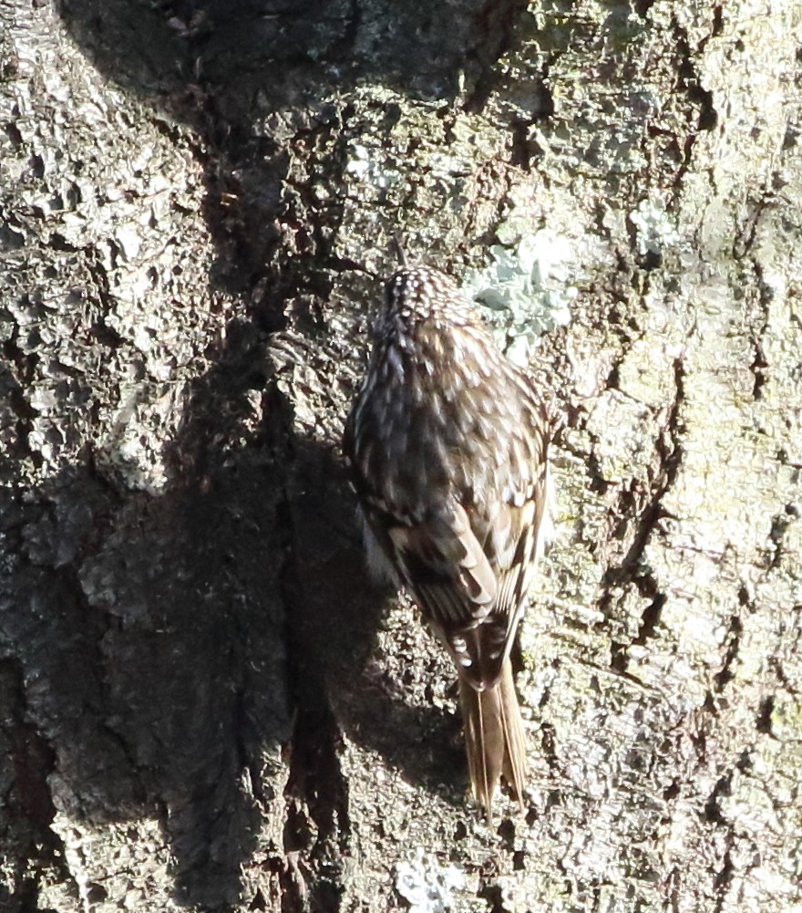 Brown Creeper - ML619634739