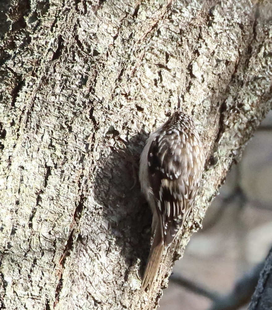 Brown Creeper - ML619634740