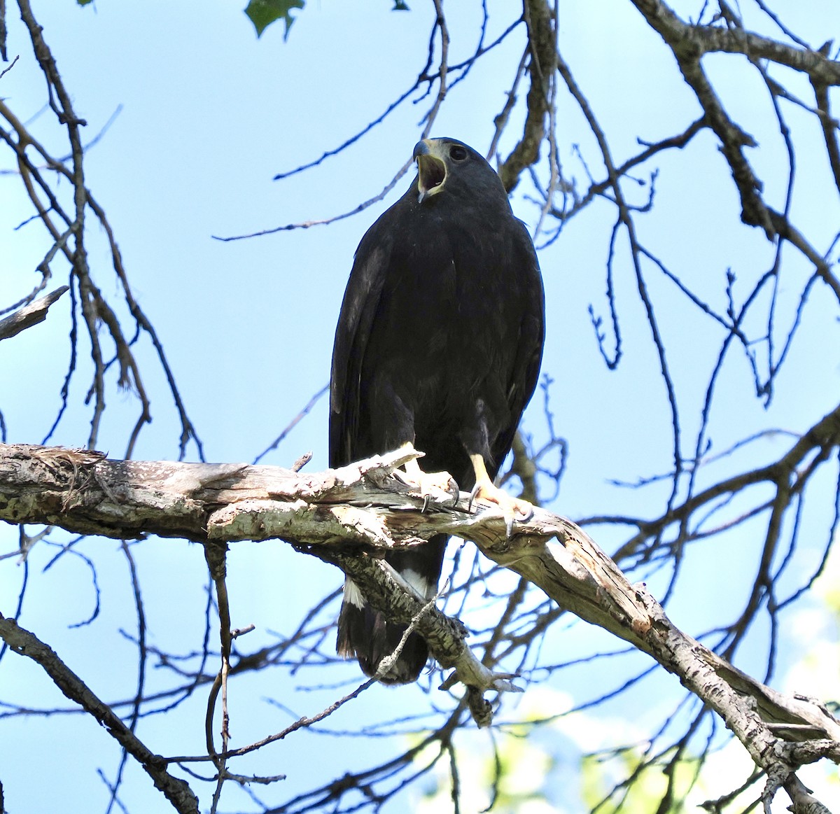 Zone-tailed Hawk - Rishab Ghosh