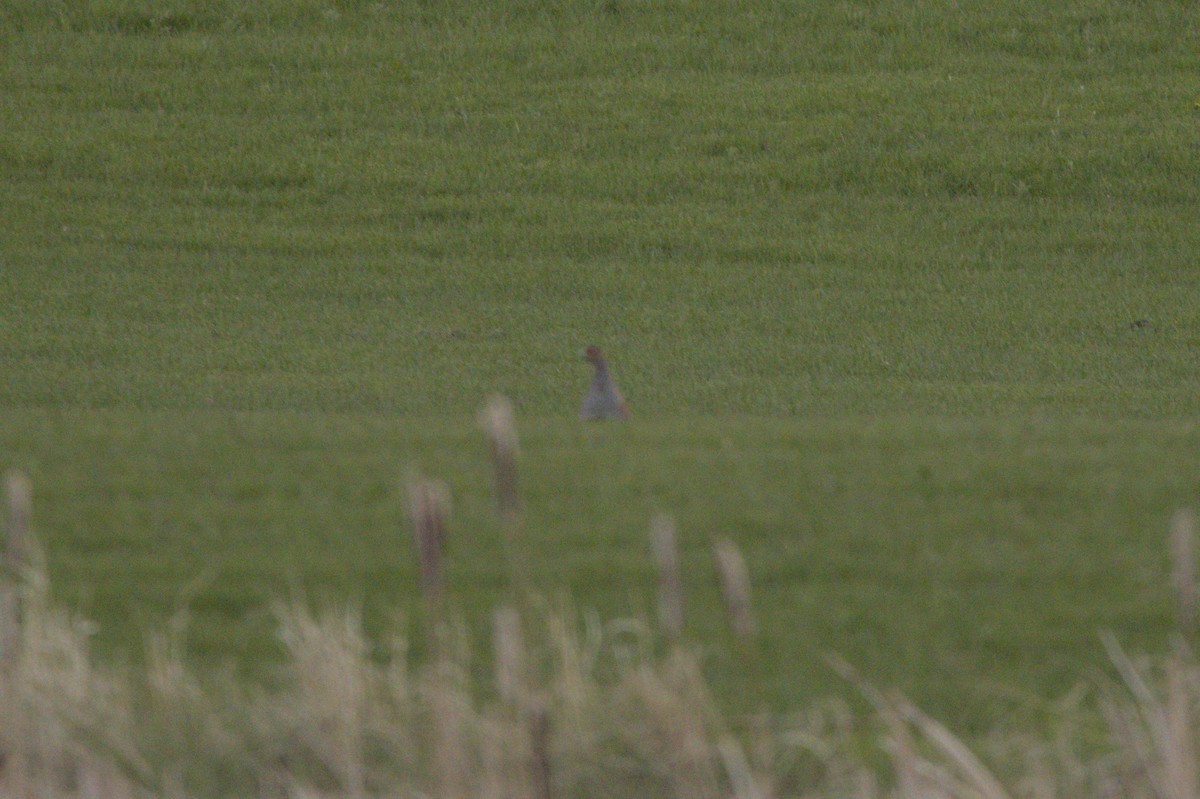 Gray Partridge - ML619634744