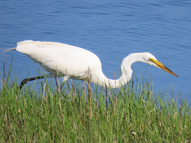 Great Egret - Karen Lebing