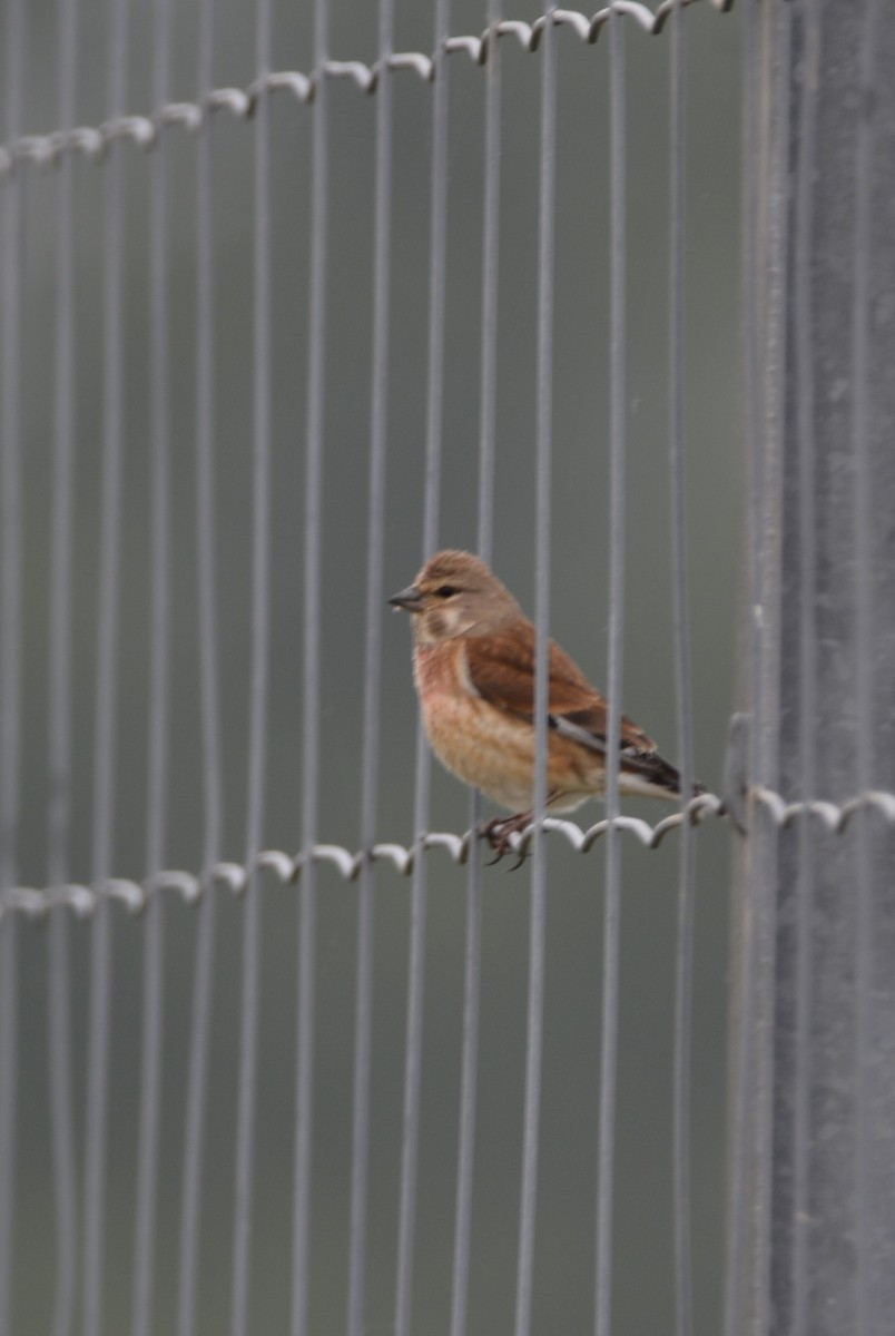 Eurasian Linnet - Dominique Blanc