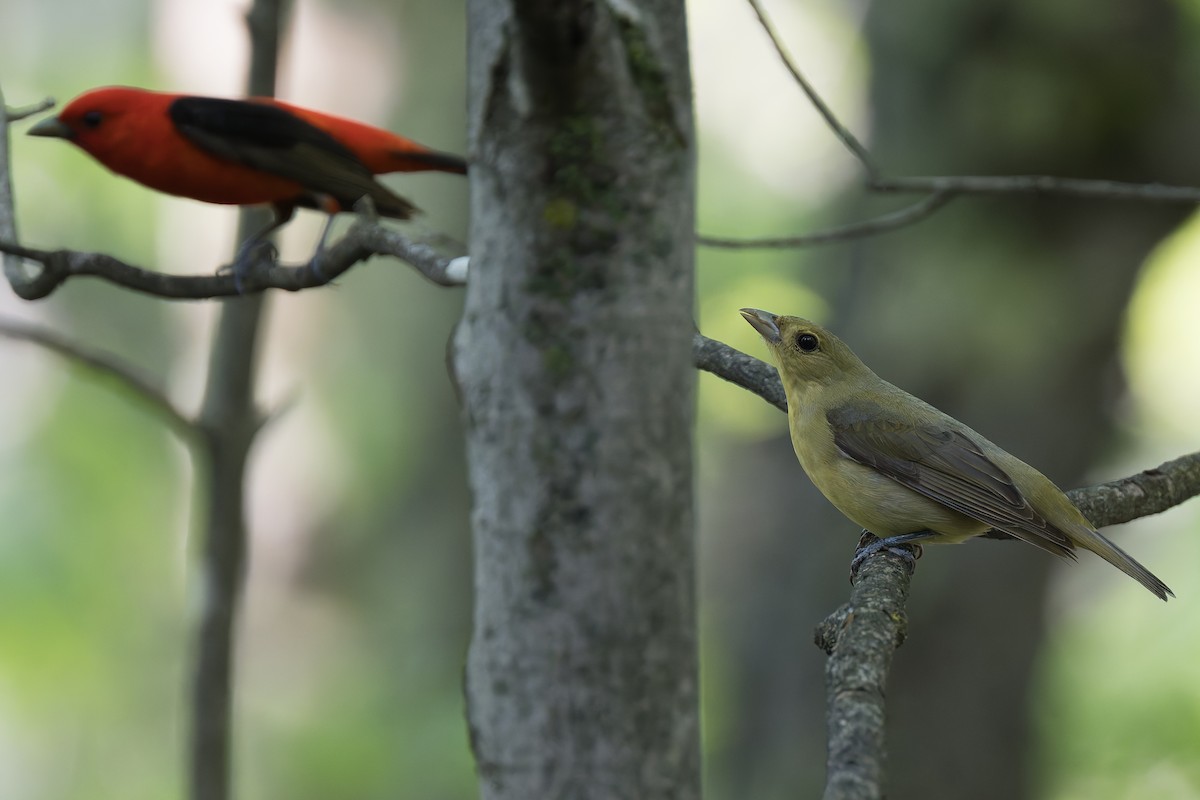 Scarlet Tanager - David Eberly