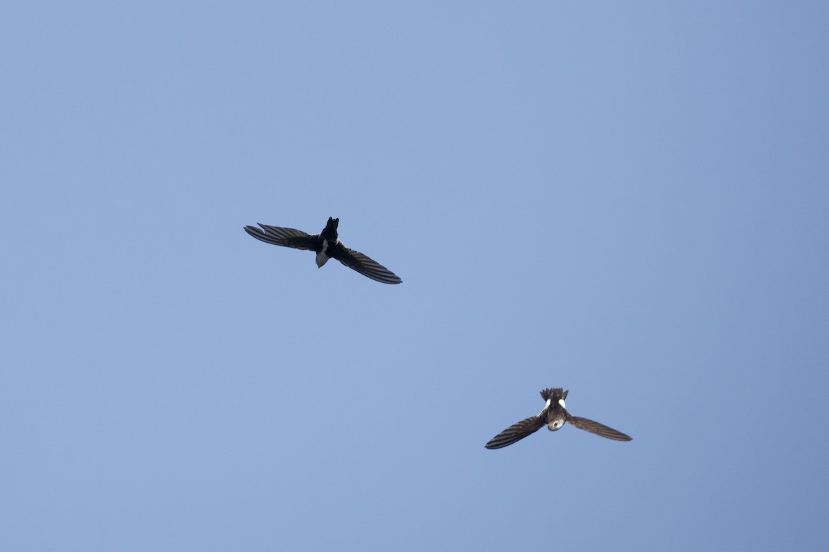 White-throated Swift - Mark Elness