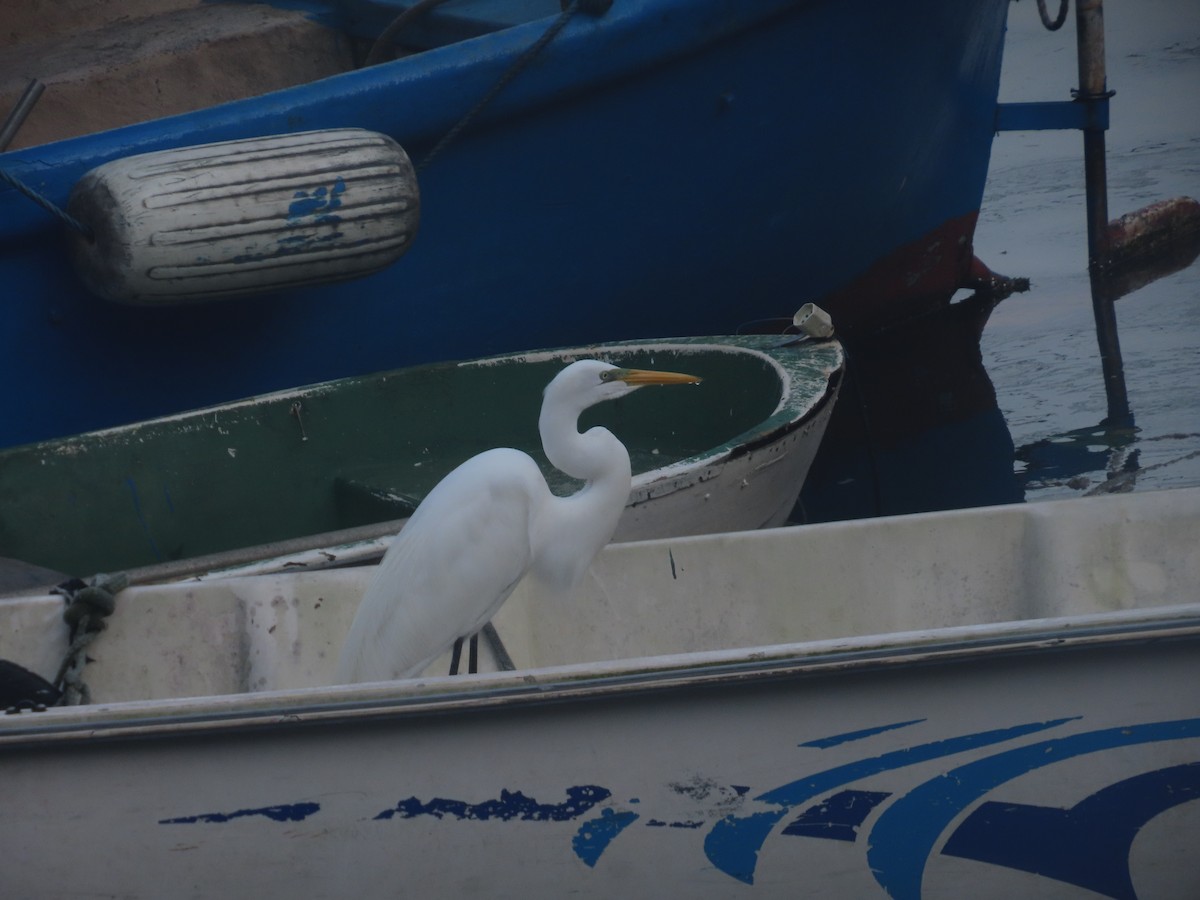 Great Egret - Joelma Mesquita