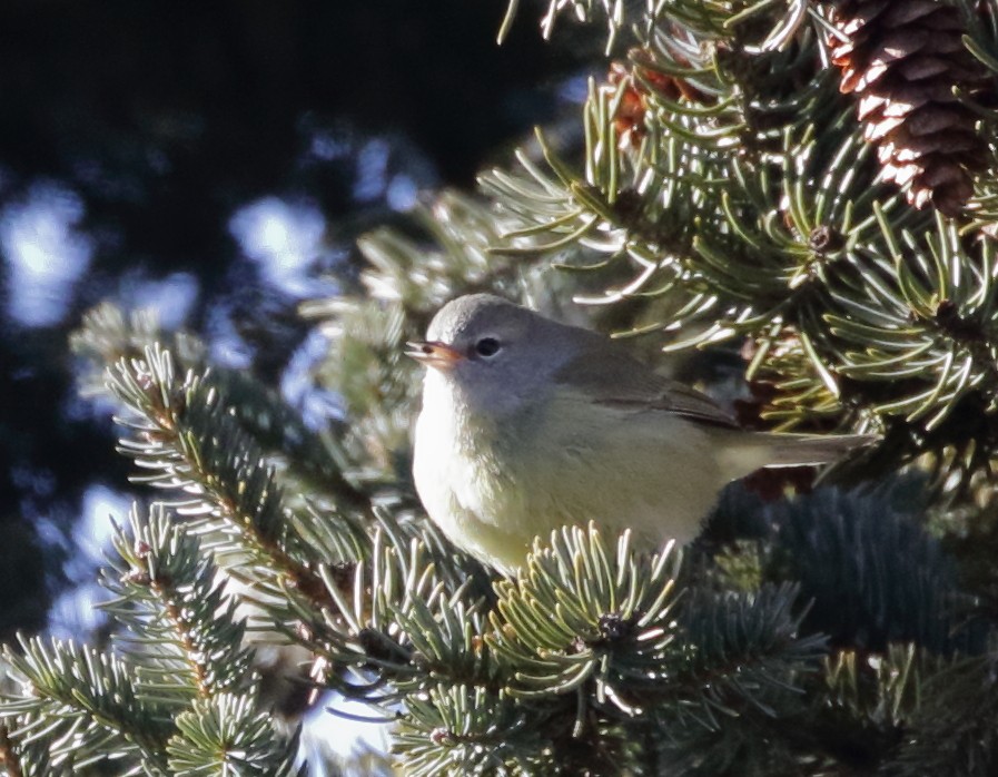 Orange-crowned Warbler - ML619634757