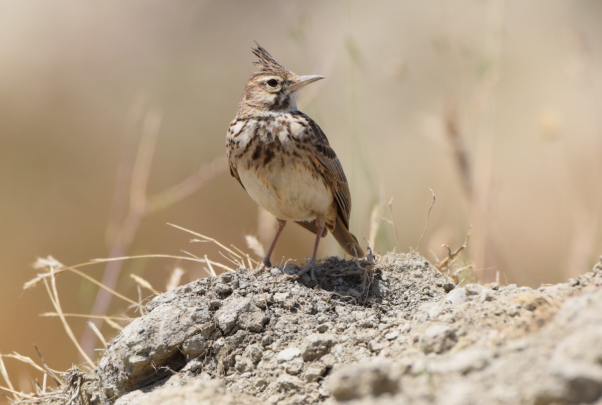 Crested Lark - Dimitris Dimopoulos