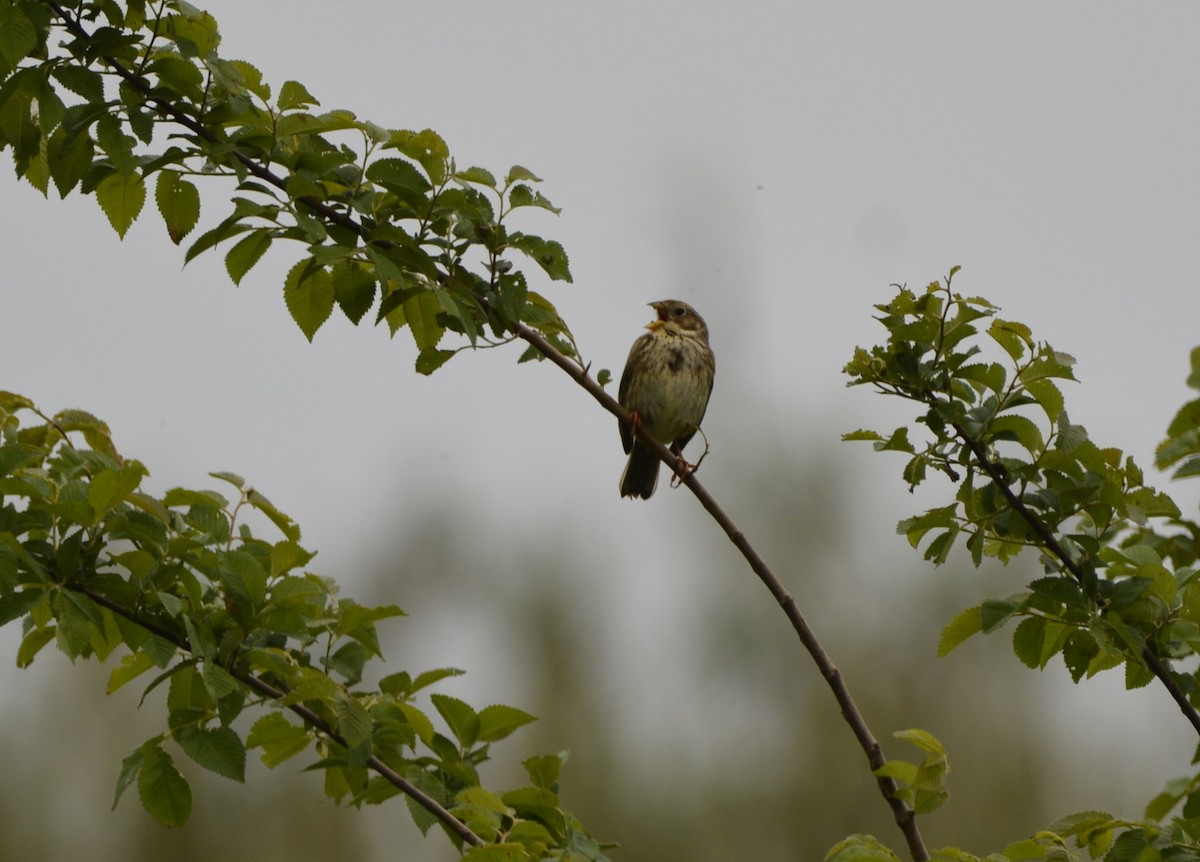 Corn Bunting - Dominique Blanc