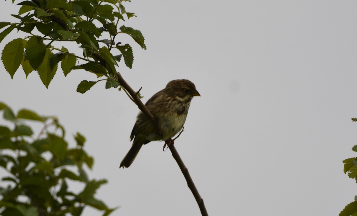 Corn Bunting - Dominique Blanc