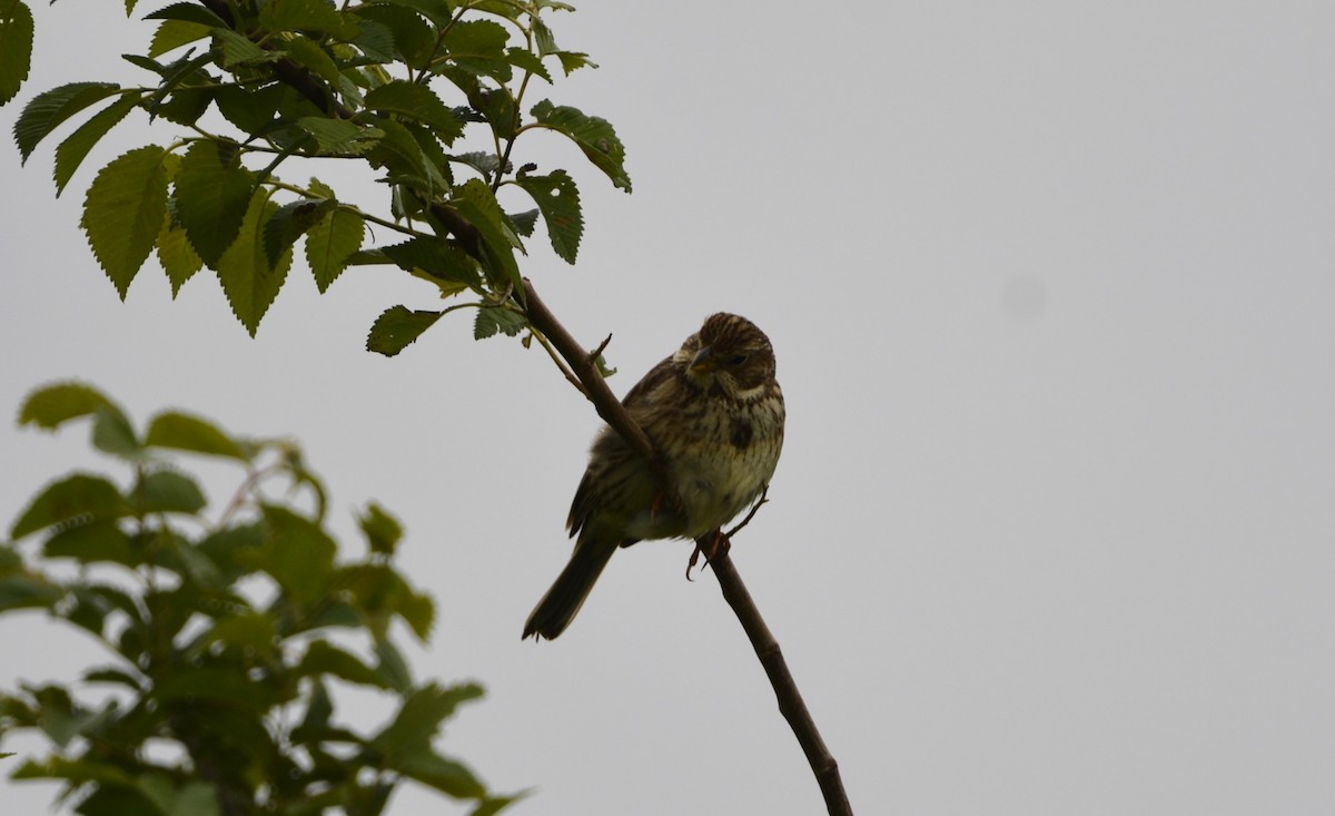 Corn Bunting - Dominique Blanc