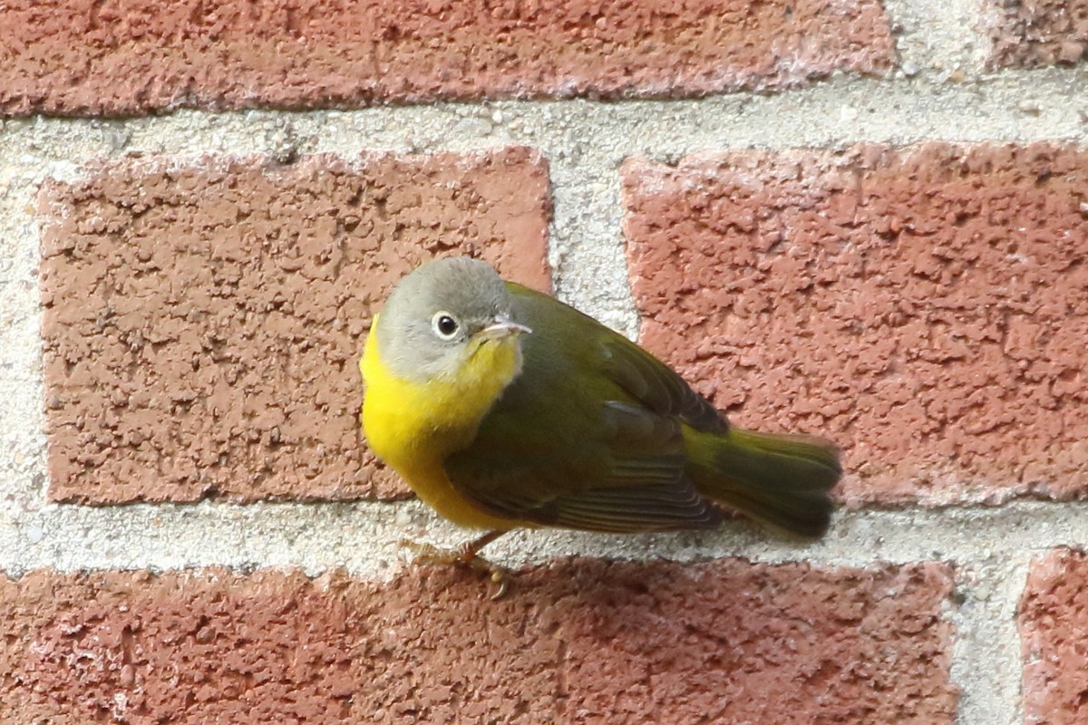 Nashville Warbler - ML619634780