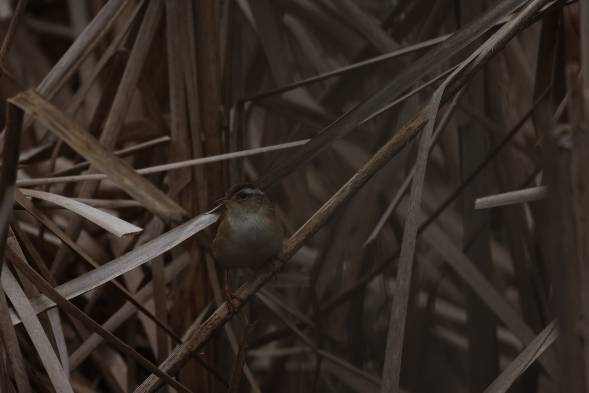 Marsh Wren - ML619634781