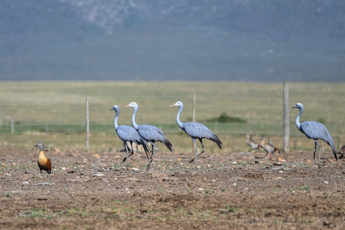 Blue Crane - Marcelina Poddaniec