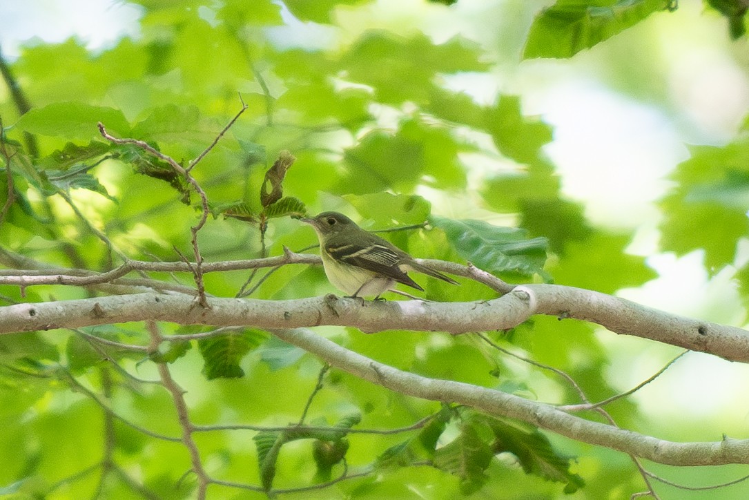 Acadian Flycatcher - Ryan Dolan